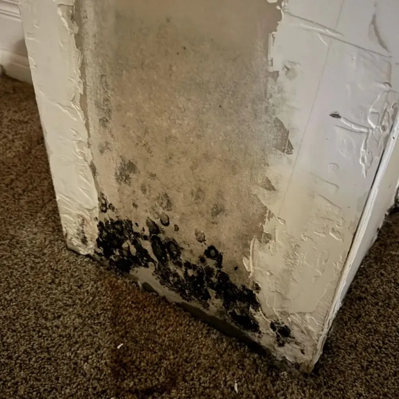 Professional Mold Removal in Harrisville, NH